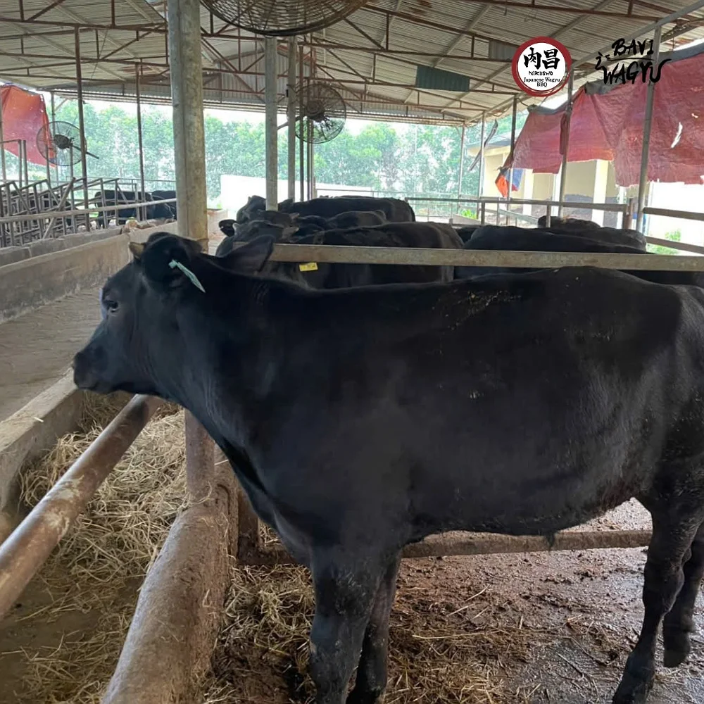 Ba Vì Wagyu – Khi Tinh Hoa Nhật Bản Giao Thoa Cùng Tâm Hồn Việt